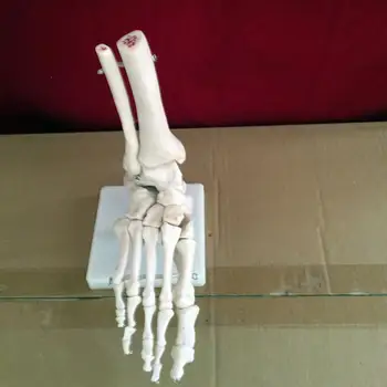 Láb közös csontváz modell emberi csontváz modell egyetlen csontváz modell